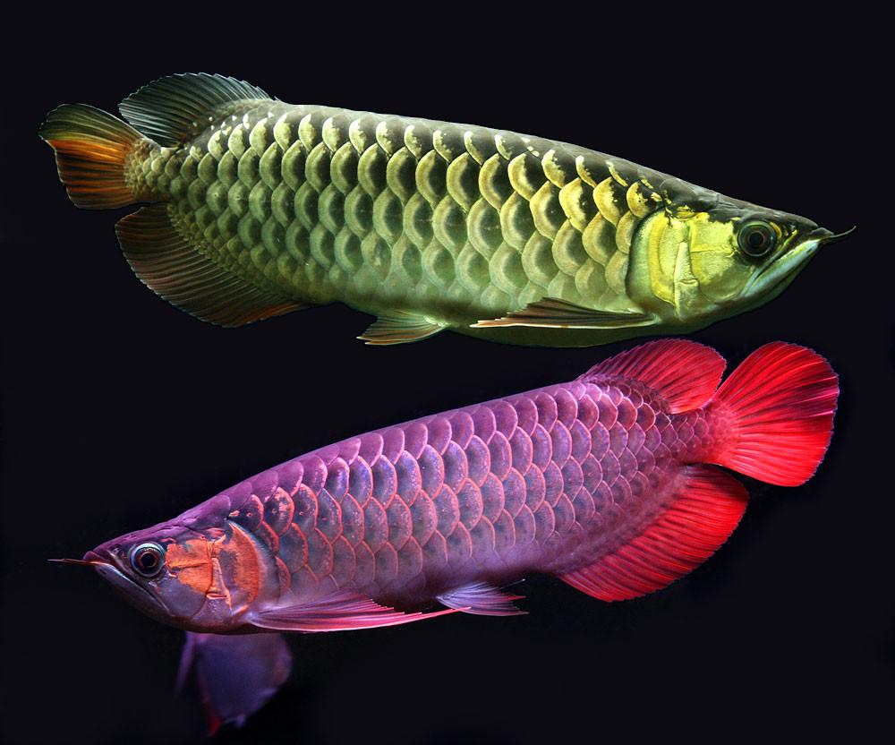 hbg arowana