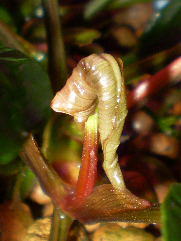 Молодой лист Anubias barteri var. coffeefolia (#1128-03)