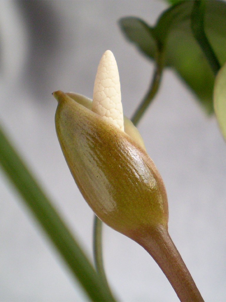 Соцветие Anubias heterophylla (#1128-01)