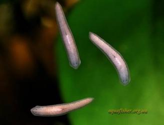 Bolezni_Planaria4.jpg