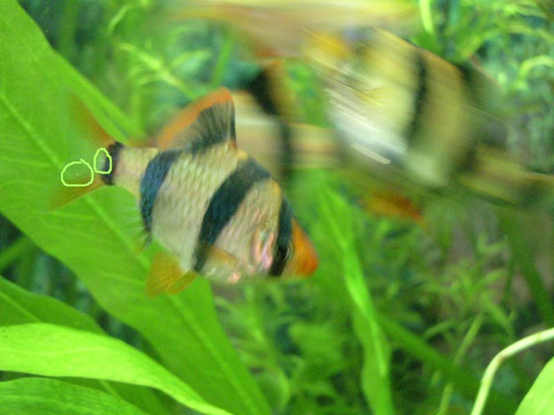 Как выглядит икра барбусов в аквариуме фото