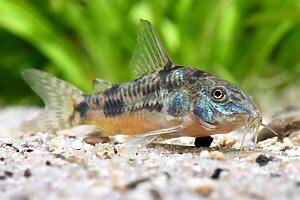 Corydoras paleatus