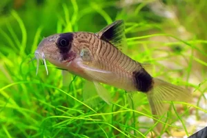 Corydoras panda