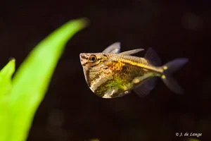 Carnegiella stirgata