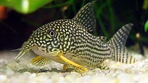 Corydoras sterbai