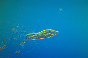 Paramecium caudatum