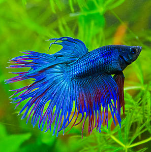 Betta splendens