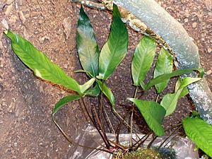 Anubias auriculata или загадка вековой давности