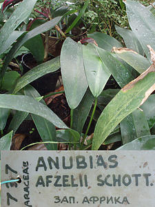 Anubias afzelii