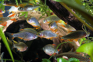 Микрорасбора Галактика Danio margaritatus