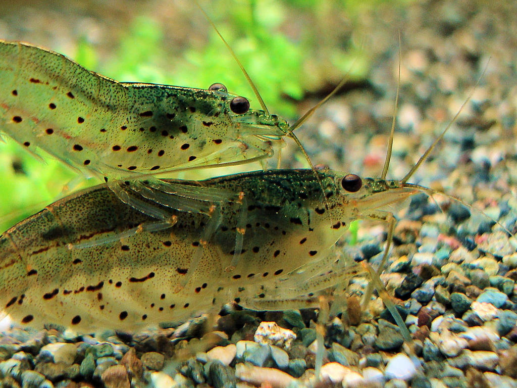 Креветка Амано Caridina multidentata. Самка и самец во время спаривания