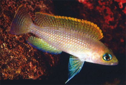 Lamprologus caudopunctatus