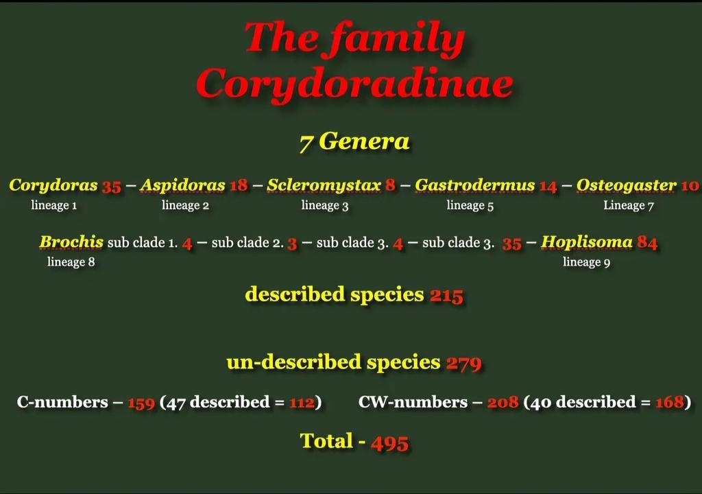 Линии и виды подсемейства Corydoradinae