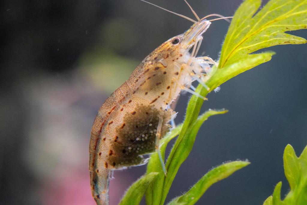 Самка креветки Амано Caridina multidentata с икрой