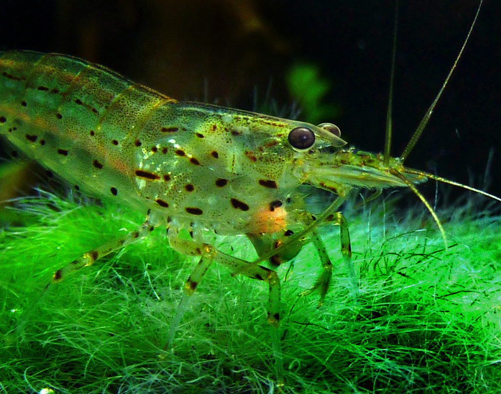 Креветка Амано Caridina multidentata