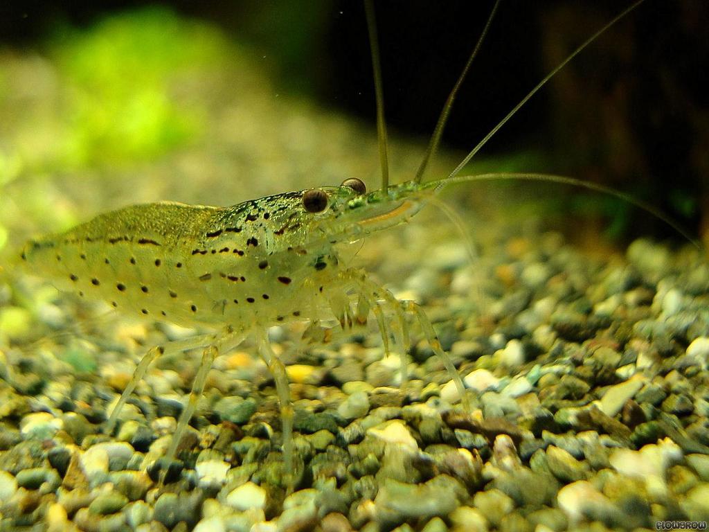 Креветка Амано Caridina multidentata