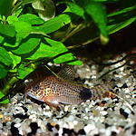 Corydoras caudimaculatus Rössel 1961