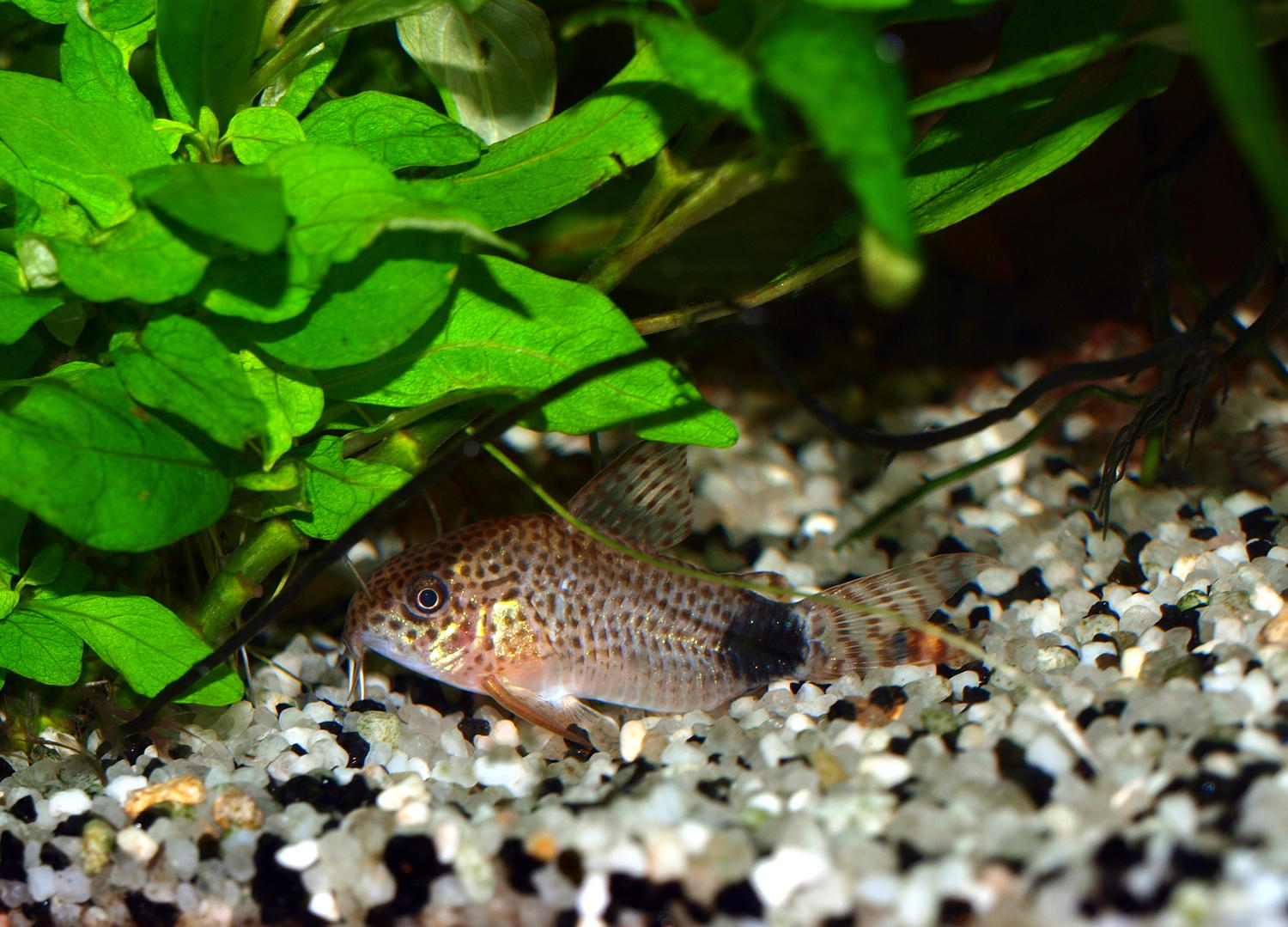 Corydoras caudimaculatus Rössel 1961