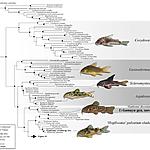 Линии и виды подсемейства Corydoradinae