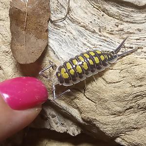 Porcellio haasi High Yellow - сравнительный размер взрослой особи