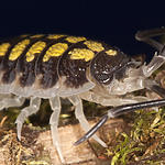 Porcellio haasi High Yellow