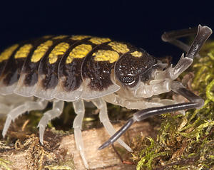 Porcellio haasi High Yellow