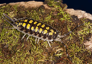 Porcellio haasi High Yellow