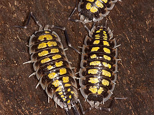 Porcellio haasi High Yellow