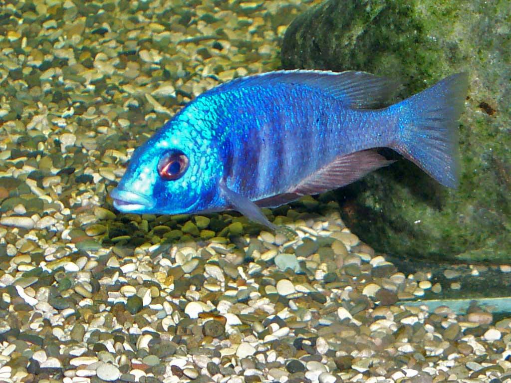 Placidochromis electra Blue Hongi